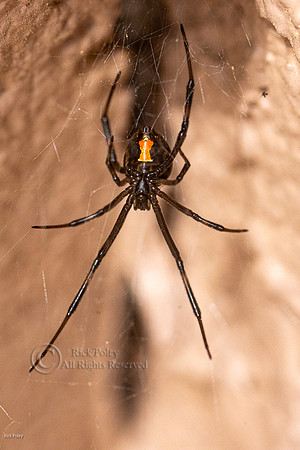 Black Widow (Latrodectus hesperus)
