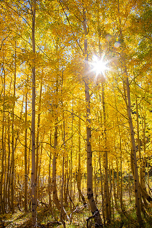 Sunstar & Autumn Aspens, CO