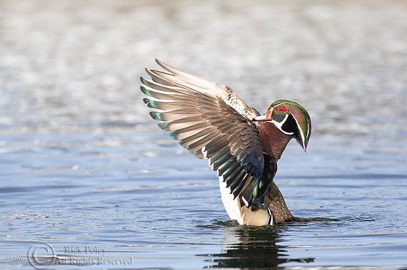 Bathing & Preening Drake Wood Duck (Aix sponsa)