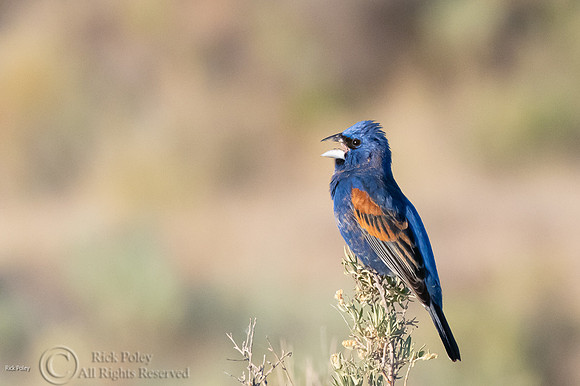 Singing Blue Grosbeak (Passerina caerulea)