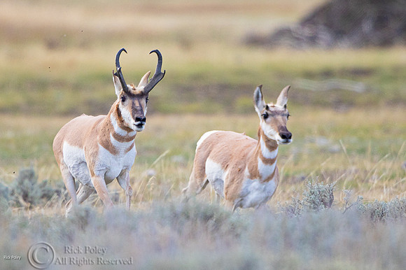 Pronghorn Buck (Antilocapra americana) Chases Doe