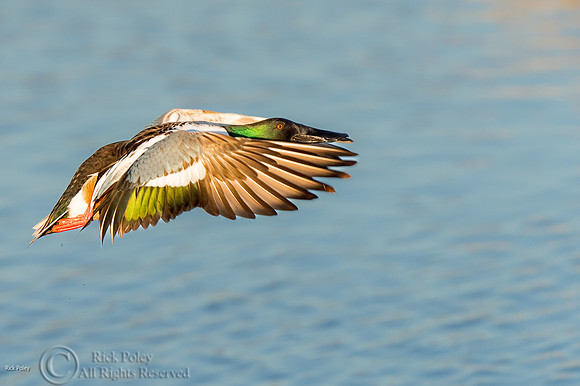 Northern Shoveler (Anas clypeata) Drake in Flight