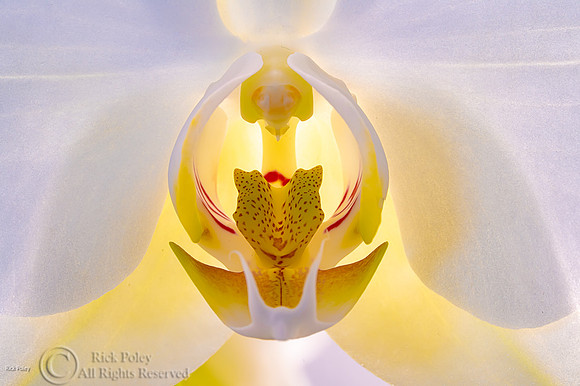 Orchid Flower Closeup