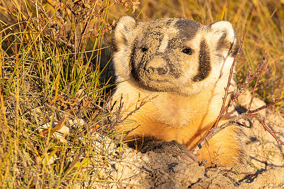 American Badger (Taxidea taxus) With Dirt Encrusted Face