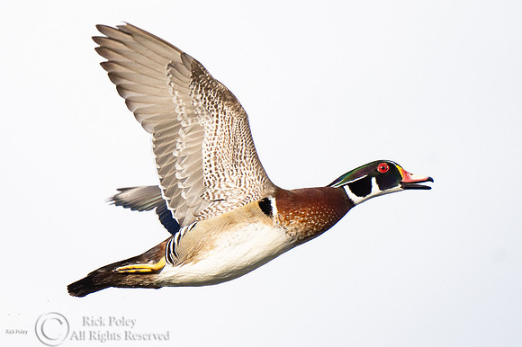 Flying Drake Wood Duck (Aix sponsa)