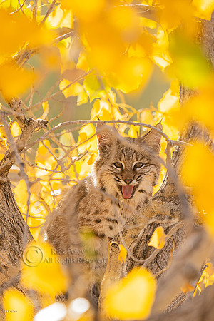 Juvenile Bobcat (Lynx rufus) in Autumn Cottonwood