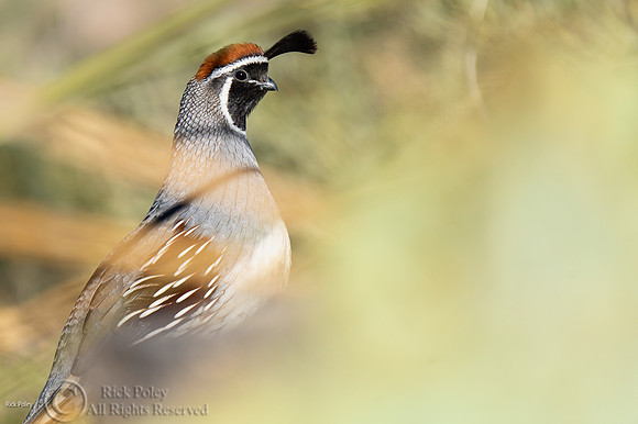 Male Gambel's Quail (Callipepla gambelii)