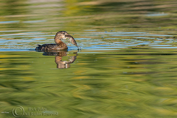 Pied-billed Grebe (Podilymbus podiceps) Feeding on Crayfish