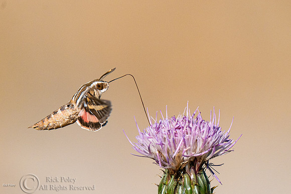 Sphinx Moth Feeding