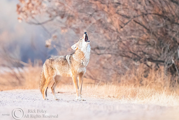 Howling Coyote (Canis latrans)