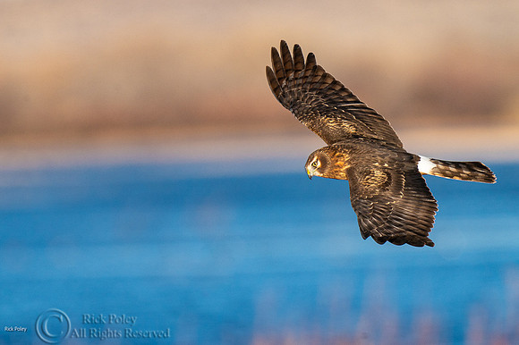Female Northern Harrier (Circus cyaneus) Flying