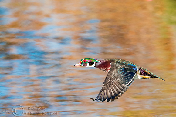 Drake Wood Duck (Aix sponsa) Flying With Autumn Reflections