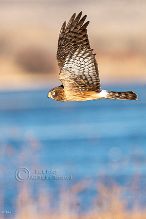 Female Northern Harrier (Circus cyaneus) Flying