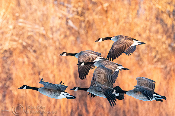 Flock of Canada Geese (Branta canadensis) in Flight