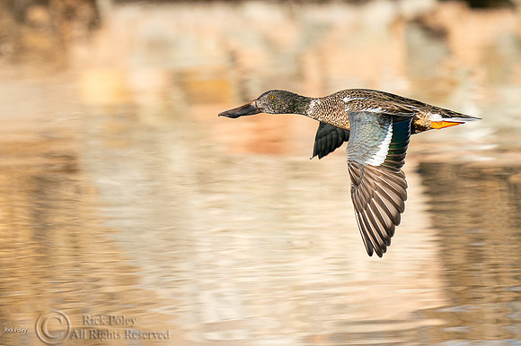 Flying Drake Northern Shoveler (Anas clypeata) with Eclipse Plum