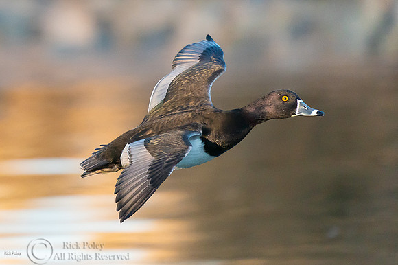 Drake Ring-necked Duck (Aythya collaris) Flying