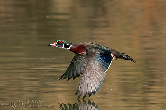 Drake Wood Duck (Aix sponsa) Flying