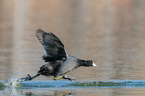 American Coot (Fulica americana )Territorial Dispute