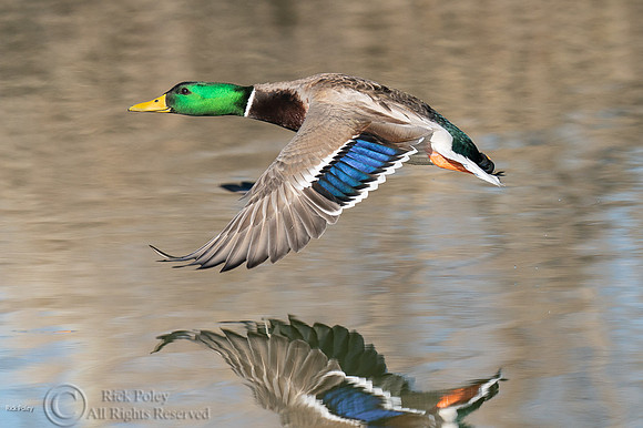 Drake Mallard (Anas platyrhynchos) Taking Off From a Freshwater