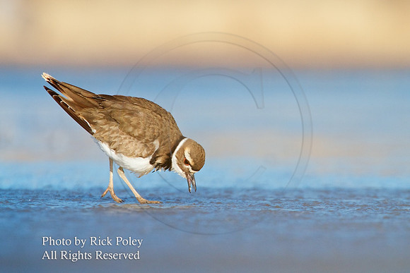 Feeding Killdeer on Ice