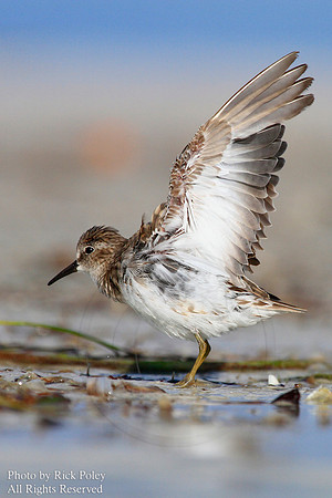 Preening Least Sandpiper (Calidris minutilla)