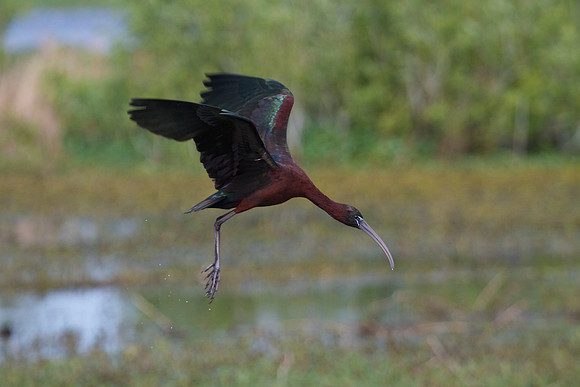 Glossy Ibis (Plegadis falcinellus) in flight
