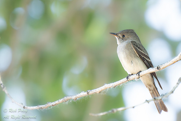 Western Wood-Pewee (Contopus sordidulus), NM