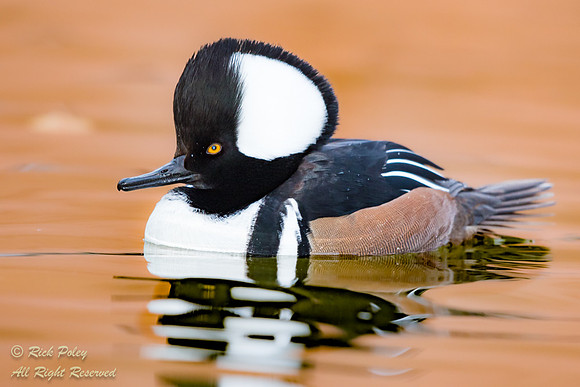 Hooded Merganser (Lophodytes cucullatus) Drake, NM