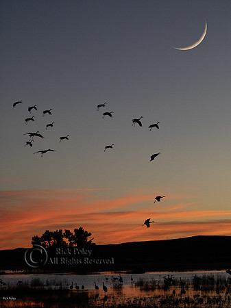 Composite Image Crescent Moon and Parachuting Sandhill Cranes at