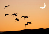 Composite Image Solar Eclipse & Parachuting Sandhill Cranes