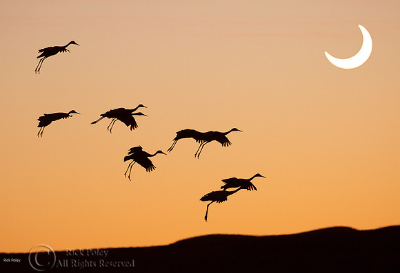 Composite Image Solar Eclipse & Parachuting Sandhill Cranes
