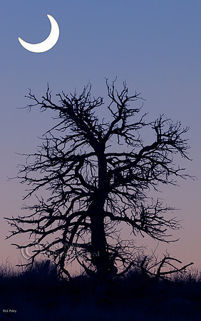 Composite Solar Eclipse & Pinyon Pine Skeleton