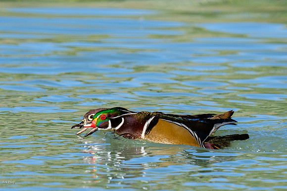 Mating Wood Ducks (Aix sponsa) Territorial Display