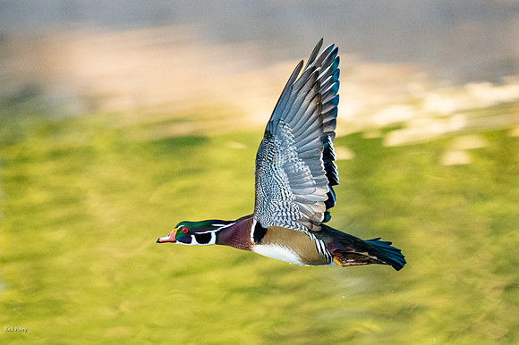 Wood Duck (Aix sponsa) in Flight with Autumn Reflections