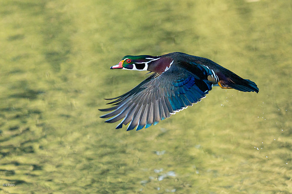 Wood Duck (Aix sponsa) in Flight and Autumn Reflections