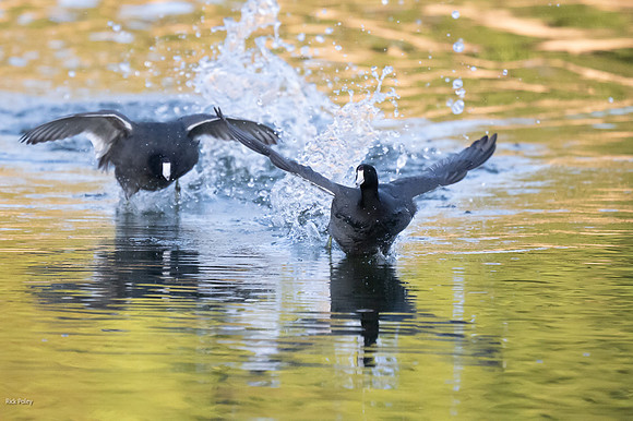 American Coot (Fulica americana) Running on Water
