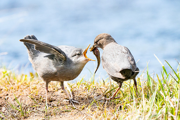 American Dipper (Cinclus mexicanus) Feeding Fish to Fledgling
