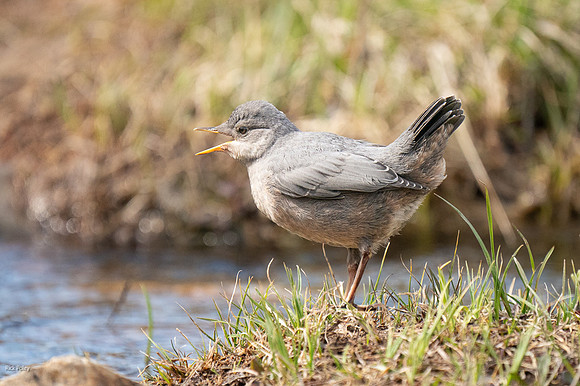 American Dipper (Cinclus mexicanus) Fledgling Begging