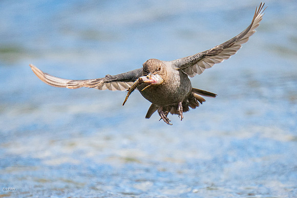 American Dipper (Cinclus mexicanus) Flying With Fish