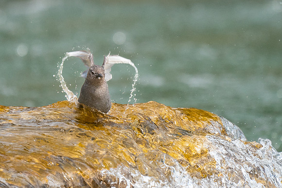 American Dipper (Cinclus mexicanus) Emerges from Dive in the Unc