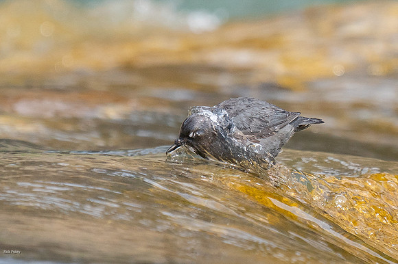 American Dipper (Cinclus mexicanus) Foraging in Uncompahgre Rive