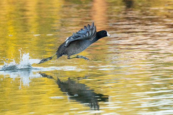 American Coot (Fulica americana) Running on Water