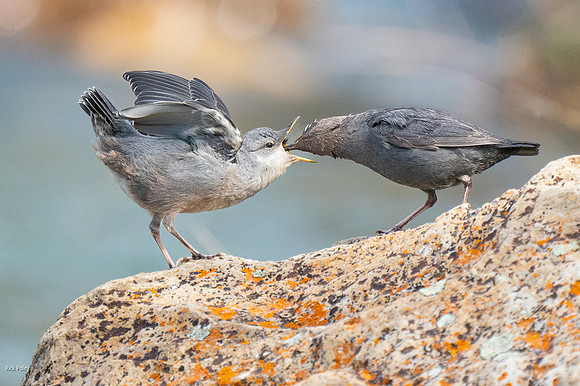 American Dipper (Cinclus mexicanus) Feeding Juvenile