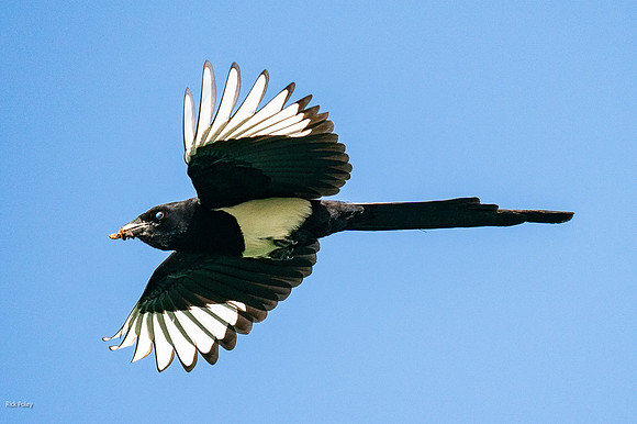 Black-billed Magpie (Pica hudsonia) Flying to Nest With Food