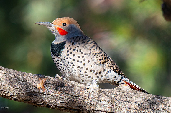 Northern Flicker (Colaptes auratus)