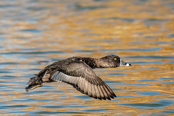 Flying Ring-necked Duck (Aythya collaris) Drake