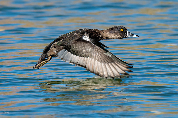 Ring-necked Duck (Aythya collaris) Drake Flying Over Water