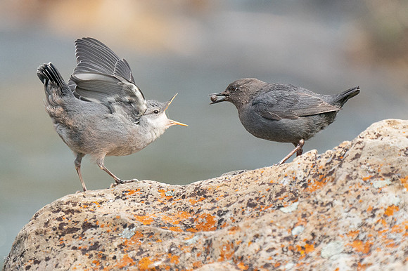 American Dipper (Cinclus mexicanus) Adult Feeding Fledgling