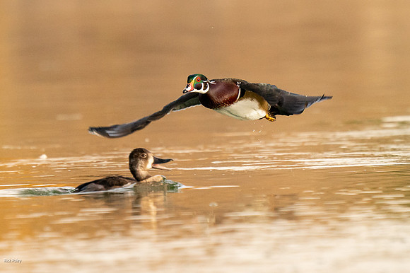 Wood Duck Drake (Aix sponsa) Flying Over Ring-necked Duck