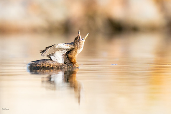 Pied-billed Grebe (Podilymbus podiceps) Stretching
